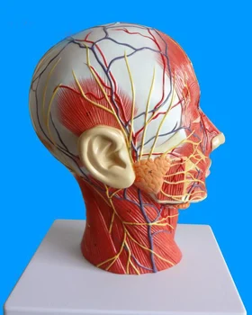Микрохирургическая модел сагиттального на напречното сечение на главата черепа на човека с мускулно-съдови нерви с кръвоносните съдове